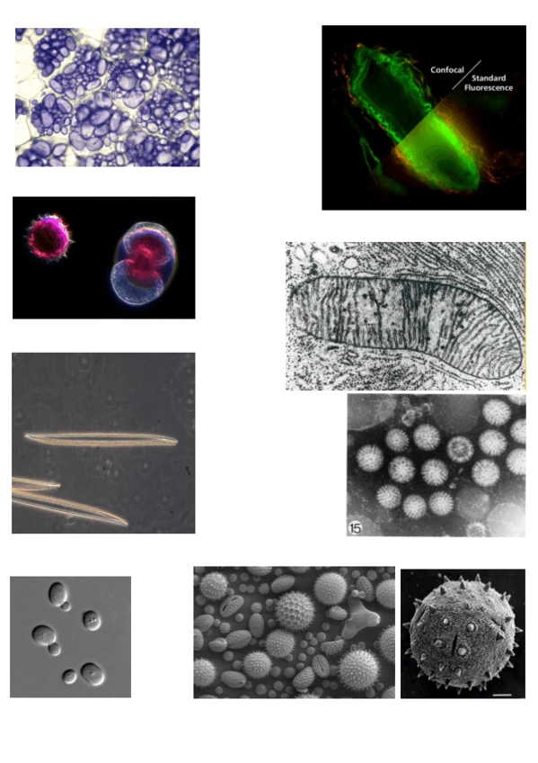 Miniatura del documento ilovepdfmerged-1.pdf
