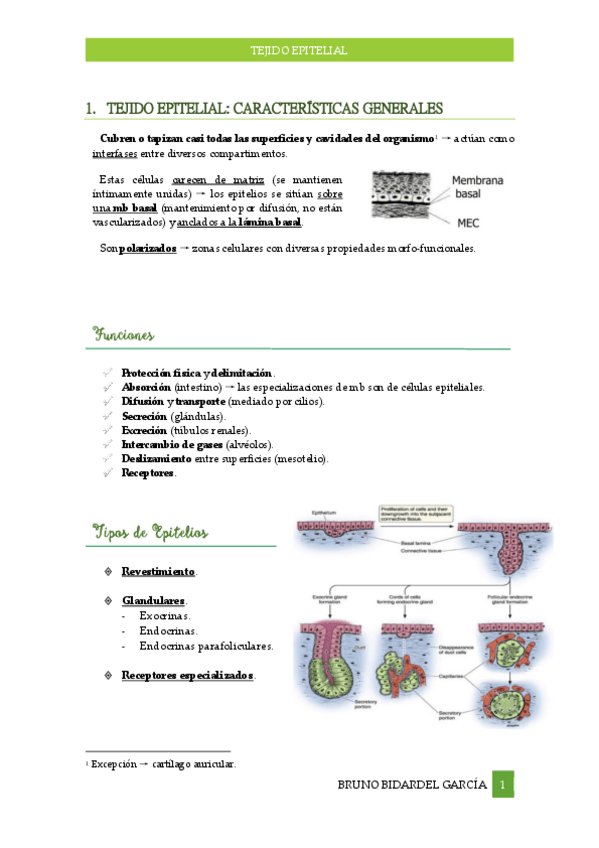 Miniatura del documento Tejido-Epitelial.pdf