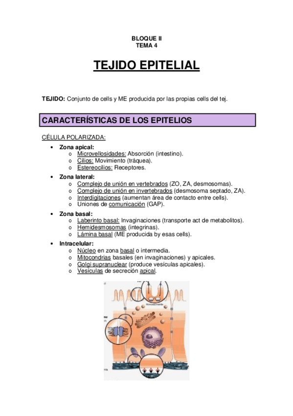 Miniatura del documento TEMA 4 - Tejido epitelial.pdf