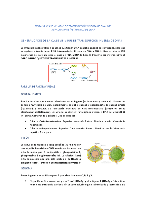 Miniatura del documento TEMA-18-CLASE-VII-VIRUS-DE-TRANSCRIPCION-INVERSA-DE-DNA-LOS-HEPADNAVIRUS-RETROVIRUS-DE-DNA.pdf