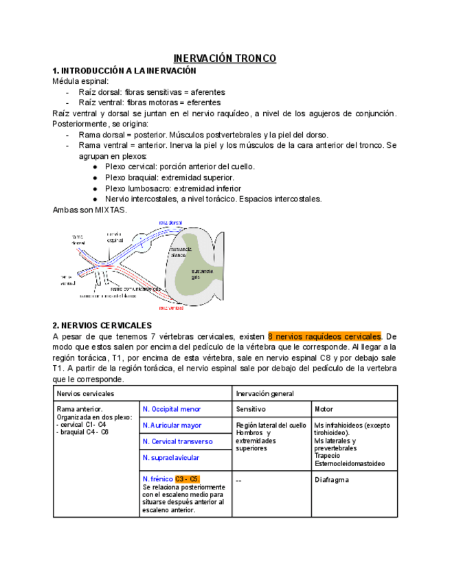 Miniatura del documento INERVACION-TRONCO.pdf