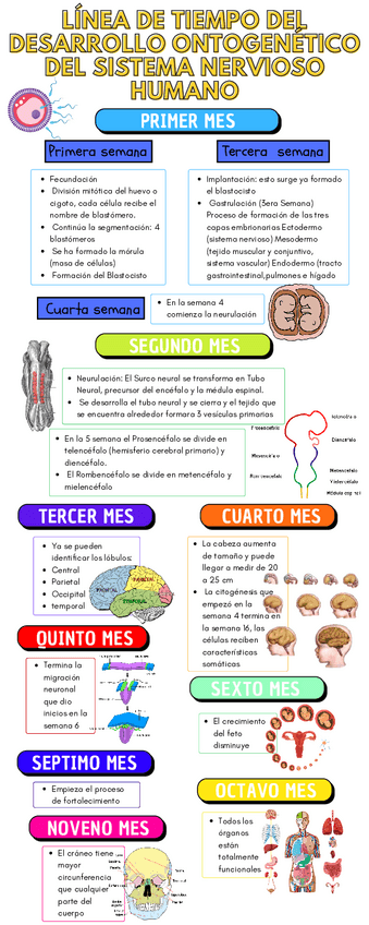 Miniatura del documento desarrollo-ontogenetico.pdf