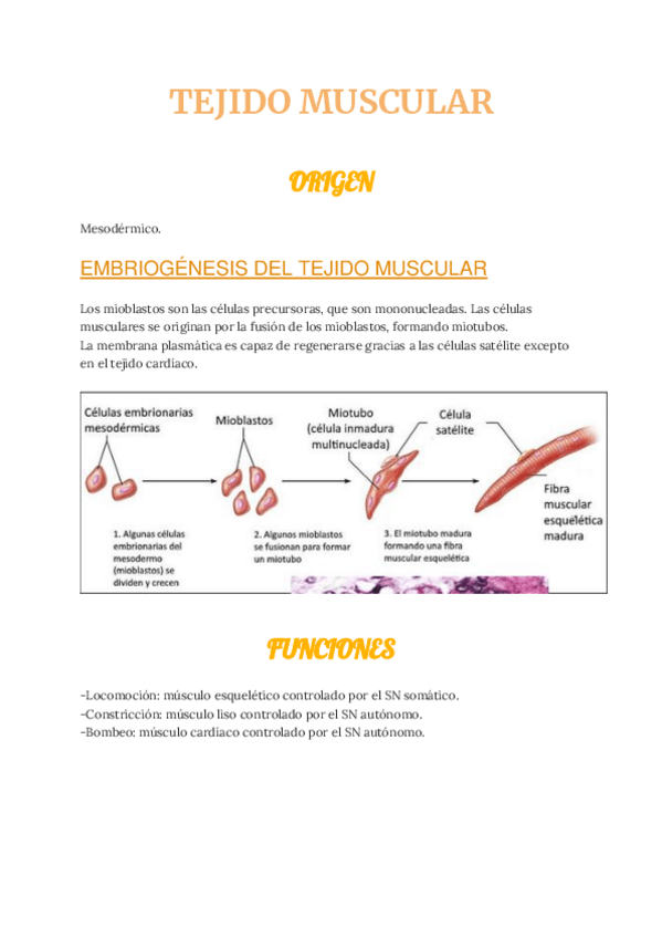 Miniatura del documento ca-TEJIDO-MUSCULAR1.pdf