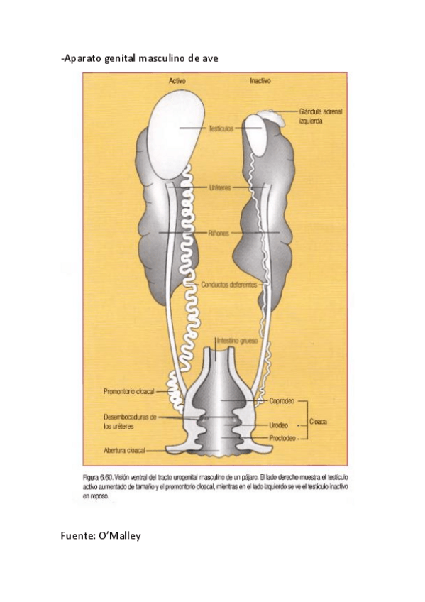 Miniatura del documento DIBUJOS-EXAMENES.pdf