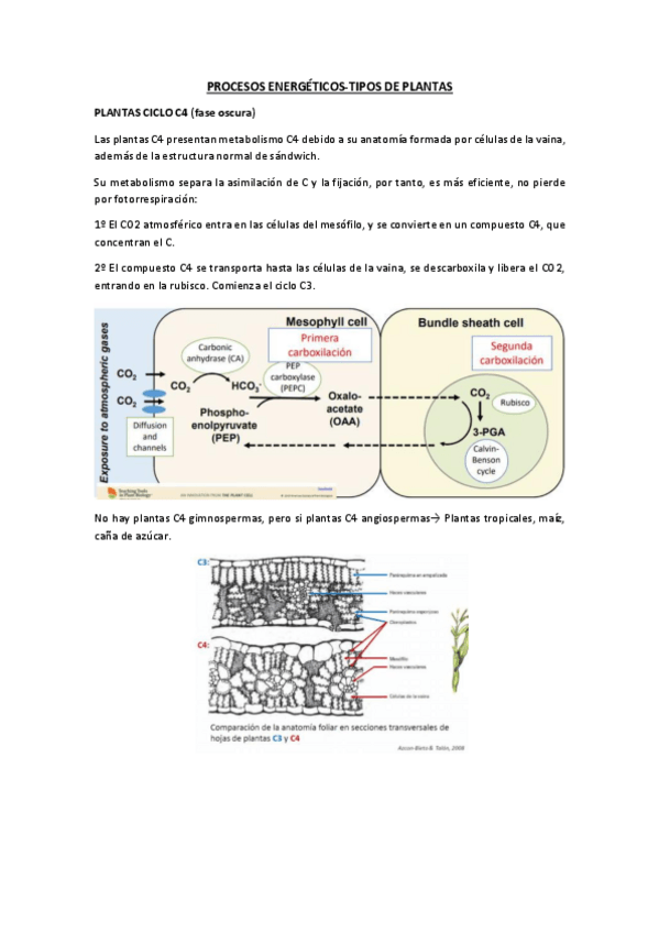Miniatura del documento Procesos-energeticos-Tipos-de-plantas.pdf