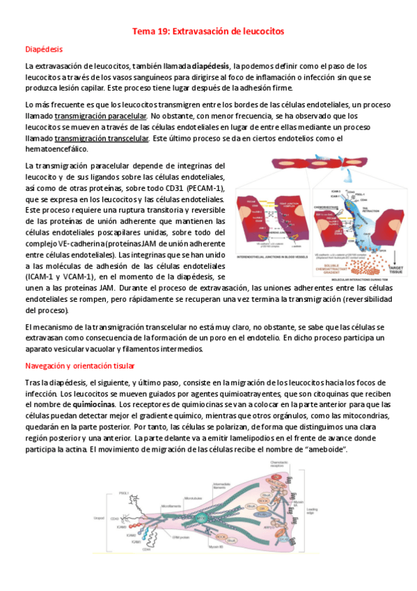 Miniatura del documento T19-I-Extravasacion-de-leucocitos.pdf