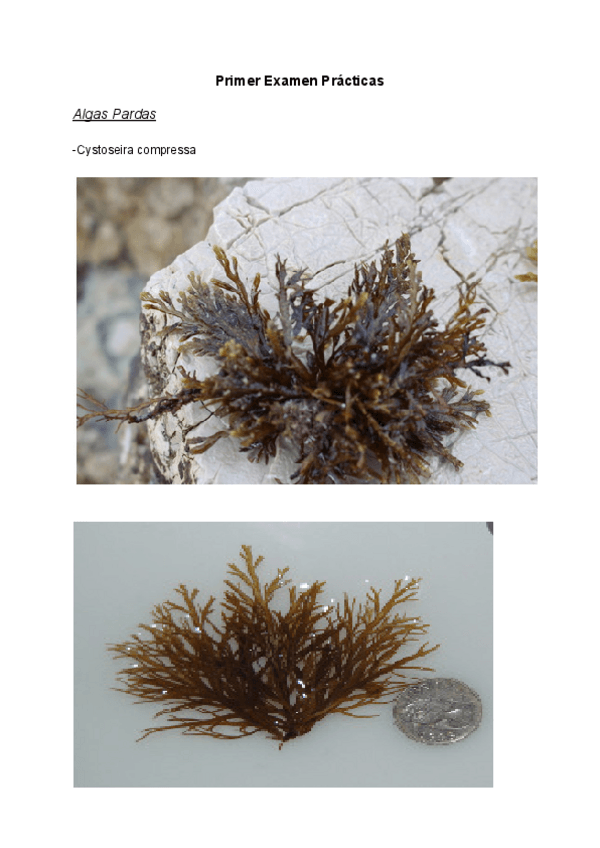 Miniatura del documento Primer-Examen-Practicas.pdf