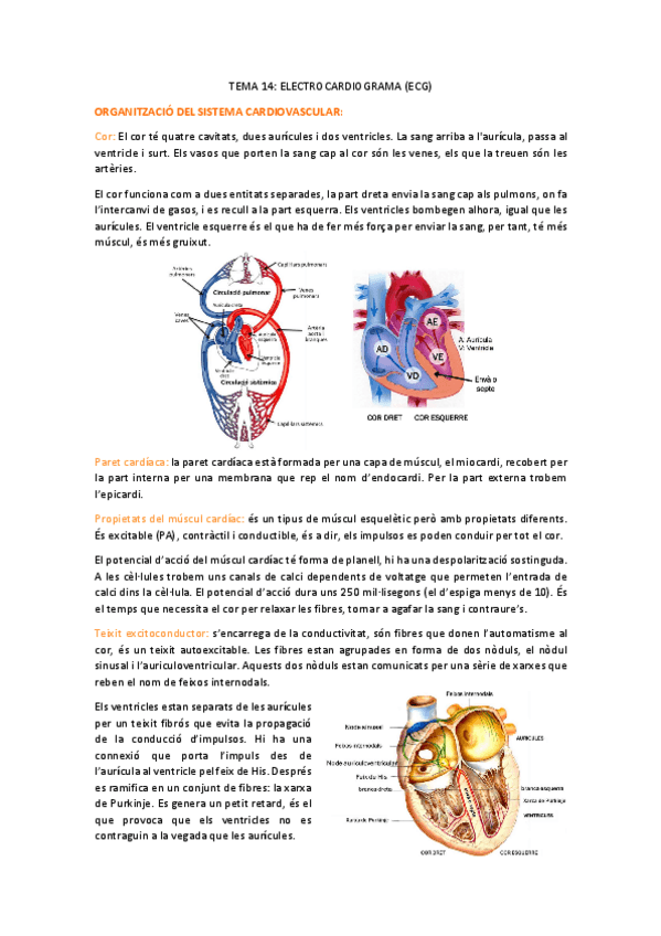 Miniatura del documento fisio-t14.pdf