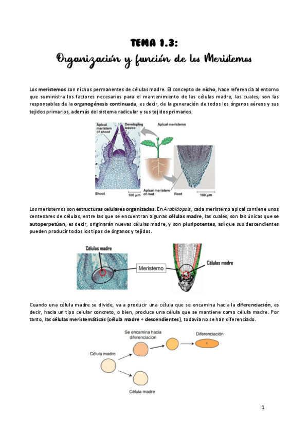 Miniatura del documento TEMA-1.pdf