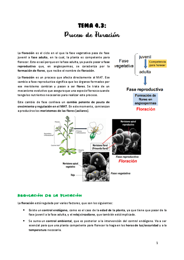 Miniatura del documento TEMA-4.pdf