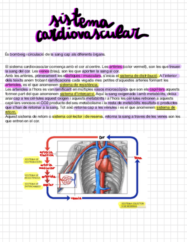 Miniatura del documento T-6-Sistema-Cardiovascular.pdf