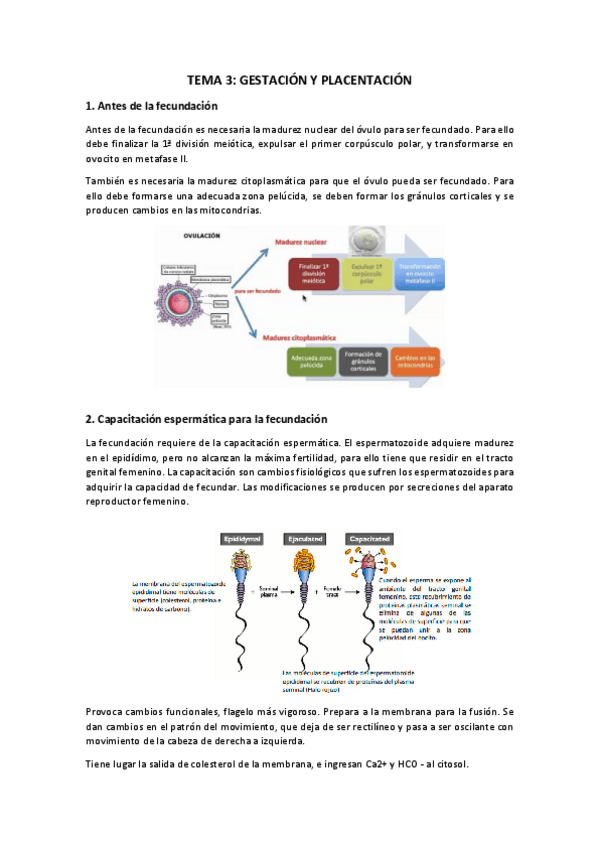 Miniatura del documento TEMA-3.pdf