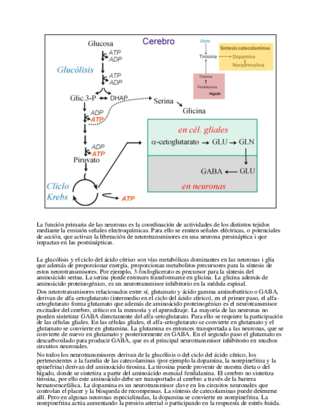 Miniatura del documento final-bioquimica-141-146.pdf