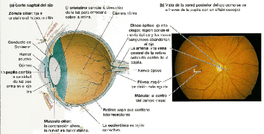 Miniatura del documento ojo-sagital-fondo-Moodle-10-28.pdf