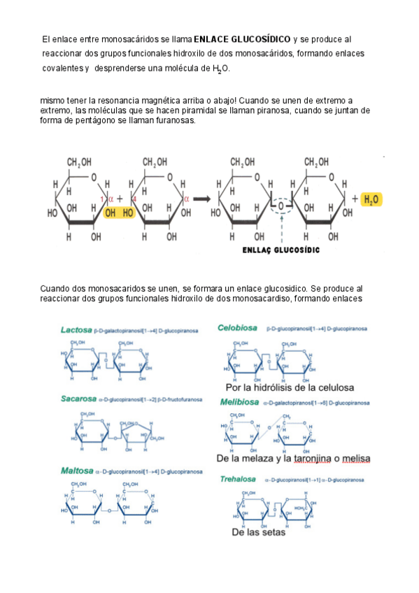 Miniatura del documento apuntes-de-bioquimica-18-21.pdf