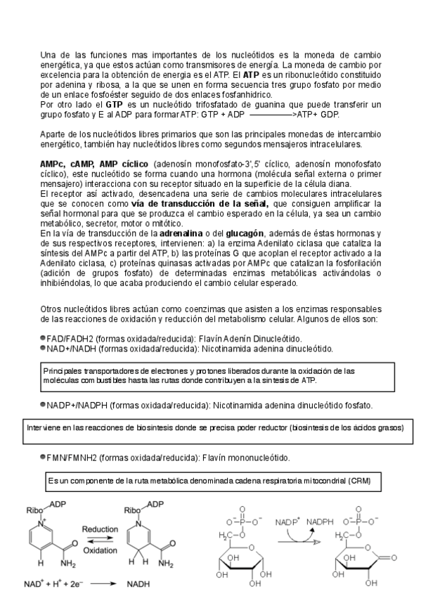 Miniatura del documento apuntes-de-bioquimica-25-26.pdf