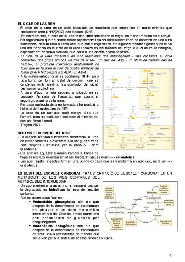 Miniatura del documento metabolismo-de-los-compuestos-nitrogenados-4-5.pdf