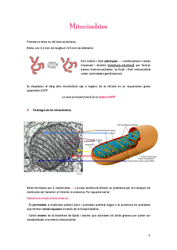 Miniatura del documento Mitocondries.pdf