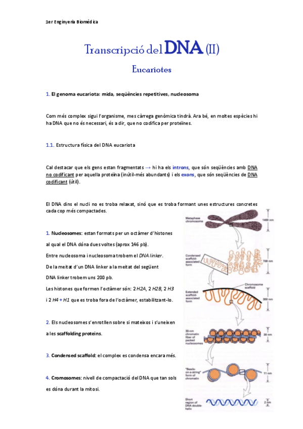 Miniatura del documento Transcripcio-del-DNAeucariotes.pdf