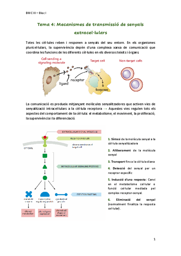 Miniatura del documento Tema4Mecanismestransmissiosenyalsextracellulars.pdf
