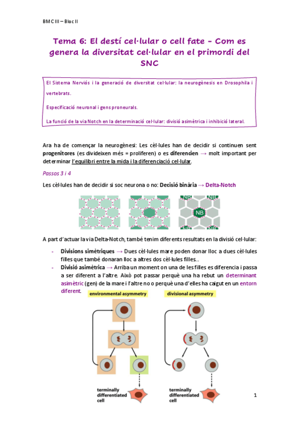 Miniatura del documento Tema6Desticellularcell-fateSNC.pdf