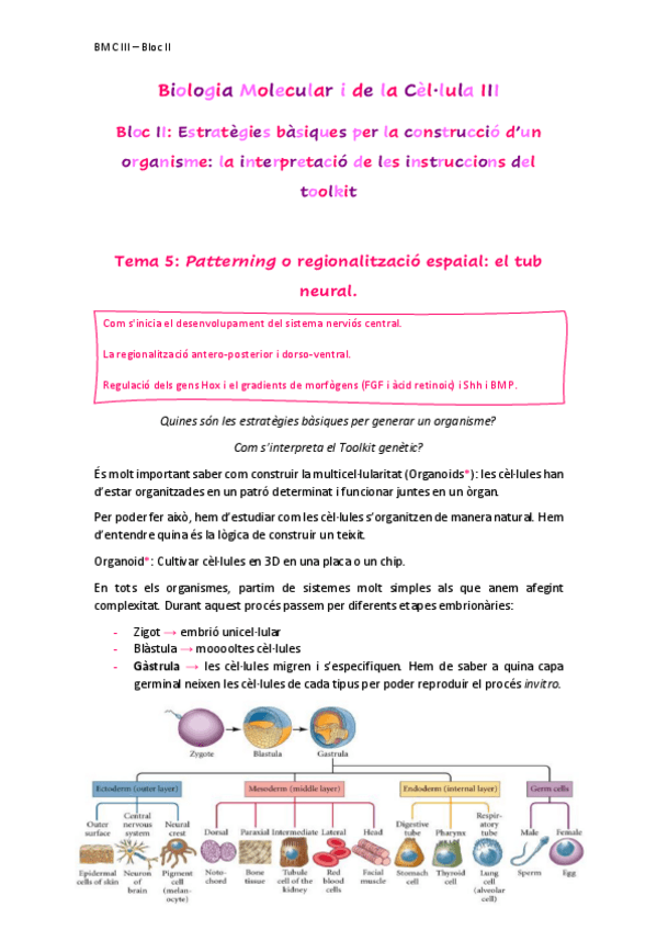 Miniatura del documento Tema5Patterningregionalitzaciespaialtubneural.pdf