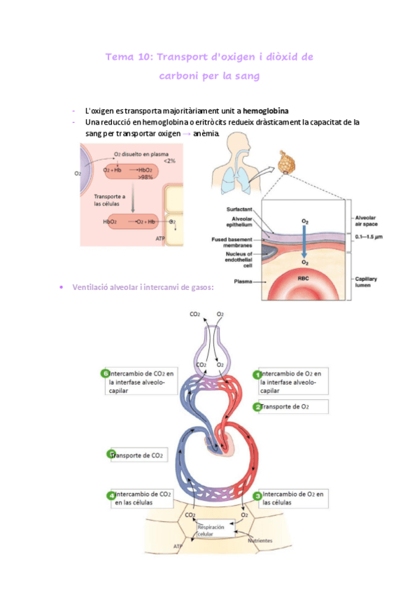 Miniatura del documento Tema-10.pdf