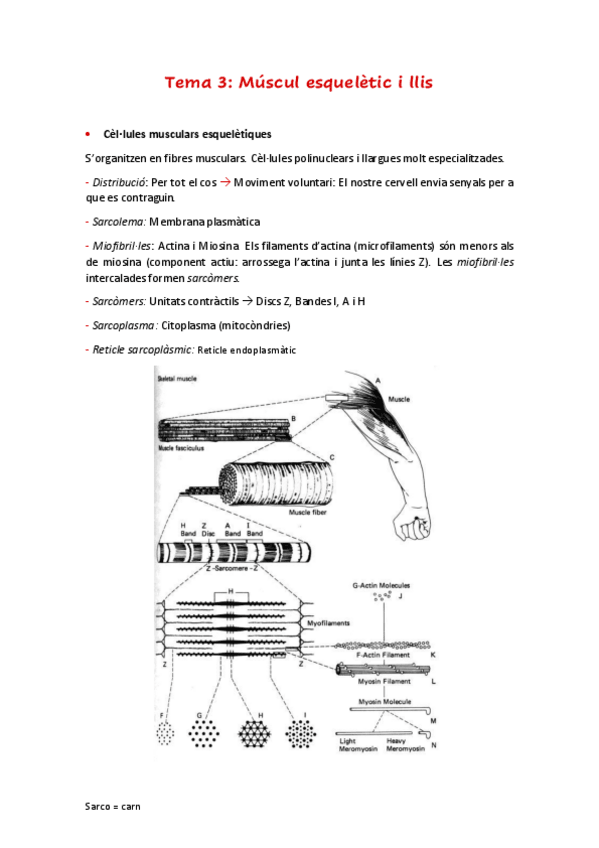 Miniatura del documento Tema-3.pdf