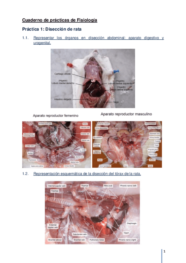Miniatura del documento Cuaderno-BEXI-Bloque-IFisio.pdf