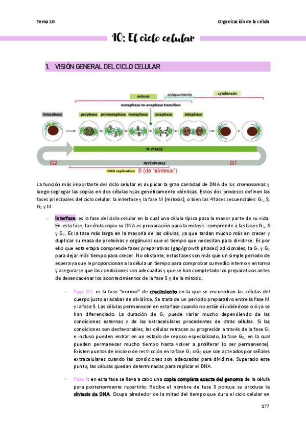 Miniatura del documento Tema-10-Organizacion-de-la-celula.pdf
