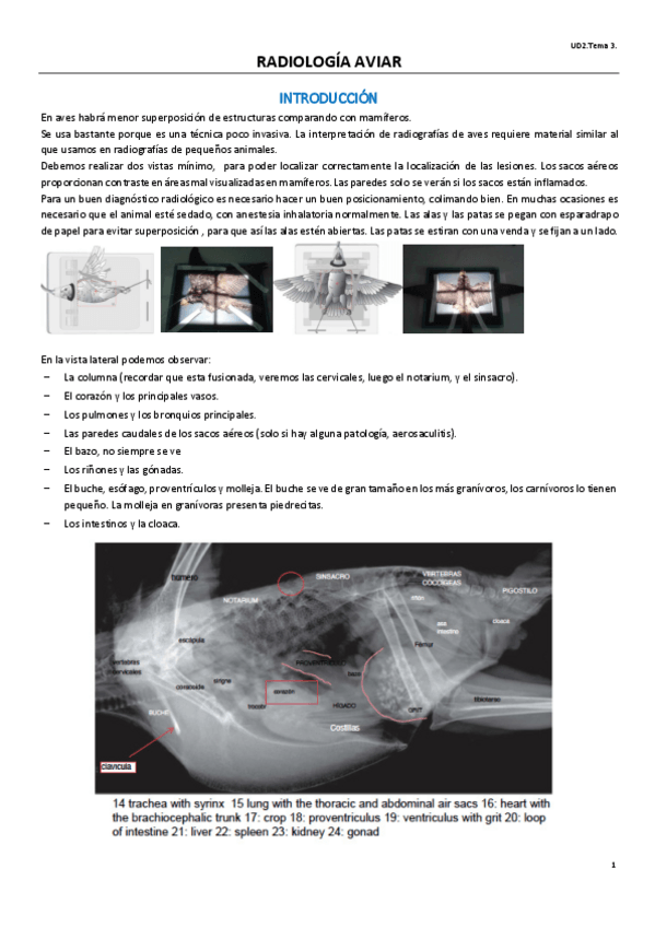Miniatura del documento UD2T3EXOTICOS.pdf