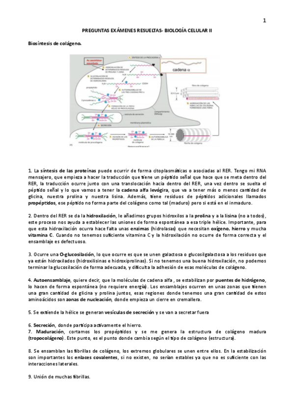 Miniatura del documento Preguntas-examen-biologia-celular-II.pdf