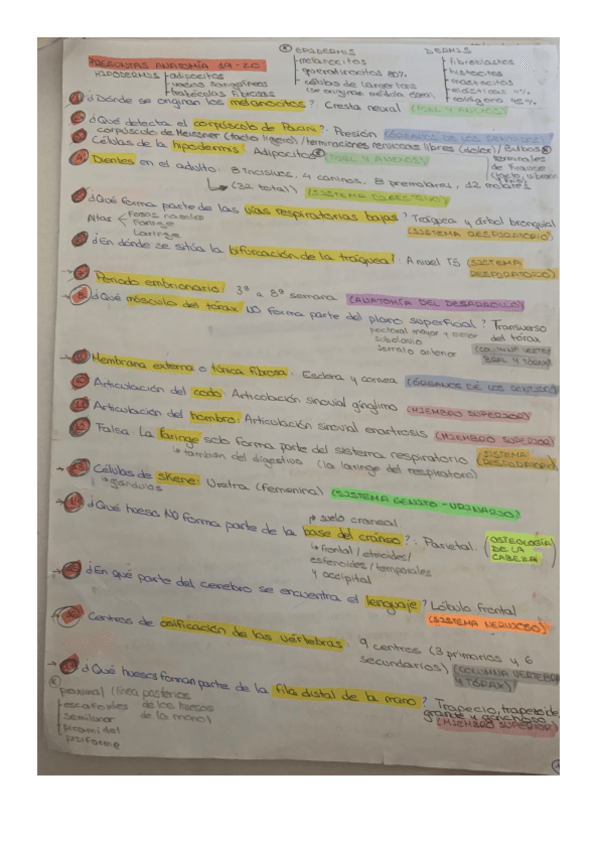 Miniatura del documento PREGUNTAS-EXAMEN-ANATOMIA-GENERAL.pdf