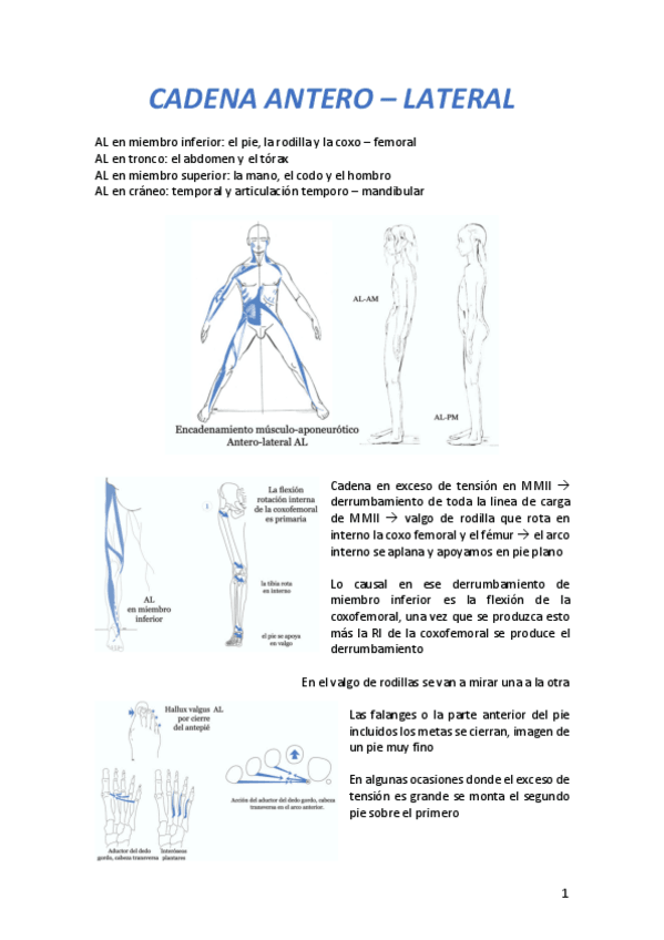 Miniatura del documento CADENA-ANTEROLATERAL.pdf