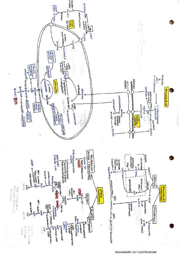 Miniatura del documento Esquema-metabolismos-bioquimica.pdf