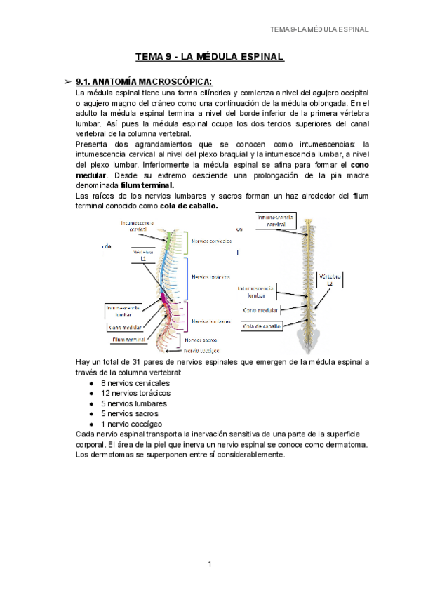 Miniatura del documento TEMA-9-LA-MEDULA-ESPINAL-1.pdf