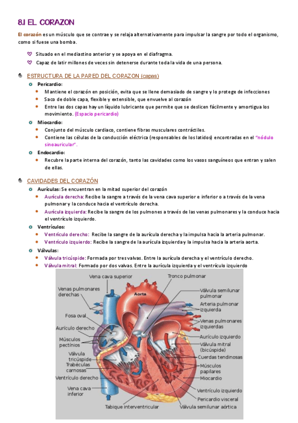 Miniatura del documento Resumen-sistema-circulatorio-y-sistema-respitaroio.pdf