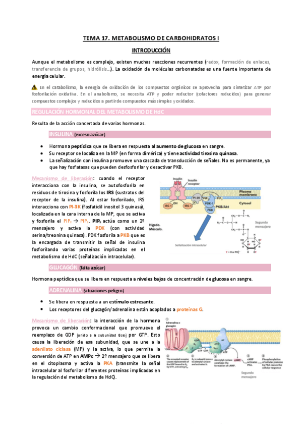 Miniatura del documento TEMA17.pdf