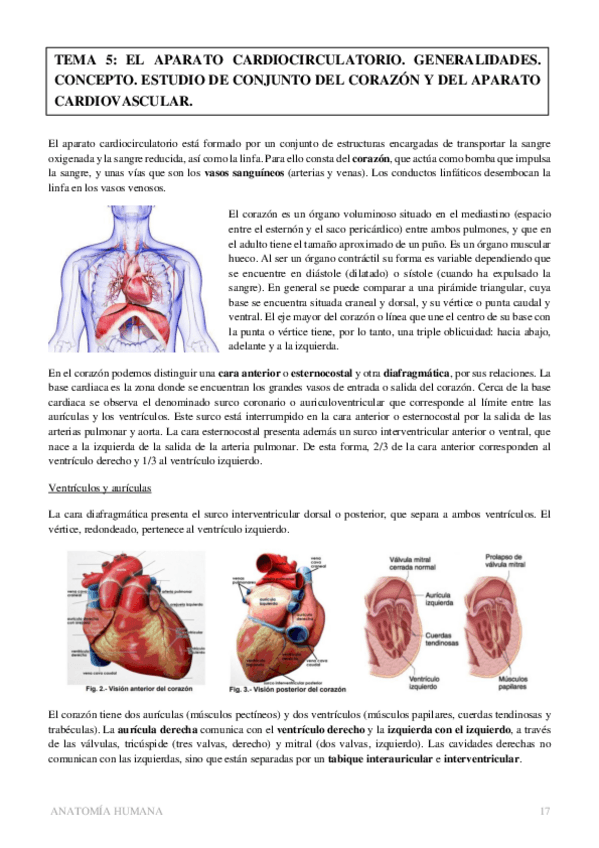 Miniatura del documento TEMA-5-aparato-cardiocirculatorio.pdf