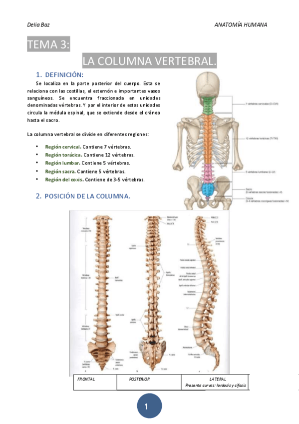 Miniatura del documento T-3-COLUMNA-VERTEBRAL.pdf