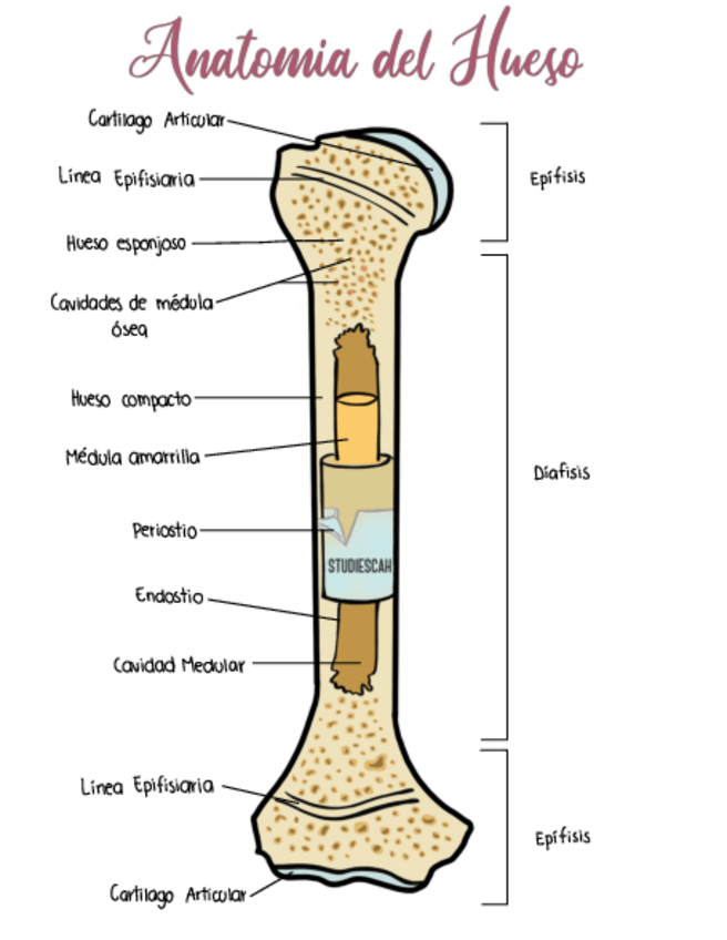 Miniatura del documento AnatomiadelHueso.pdf