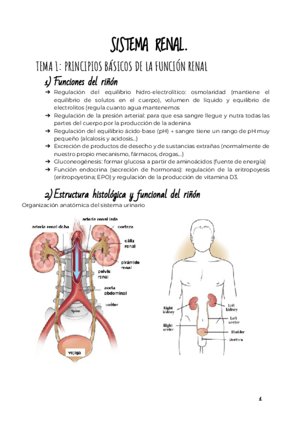 Miniatura del documento 6-SISTEMA-RENAL.pdf