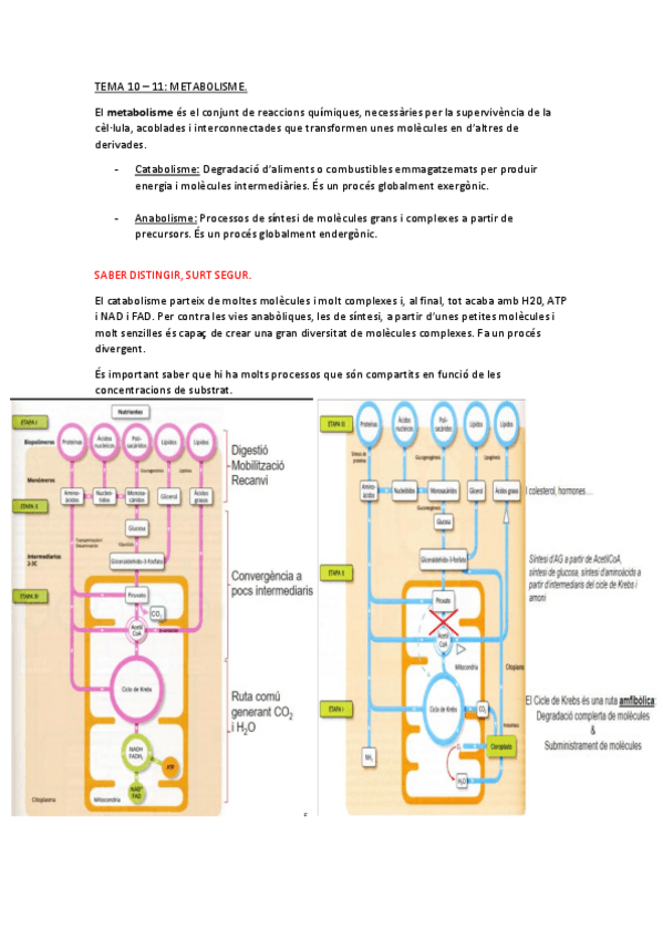 Miniatura del documento APUNTS-Bioquimica-PARCIAL-3.pdf