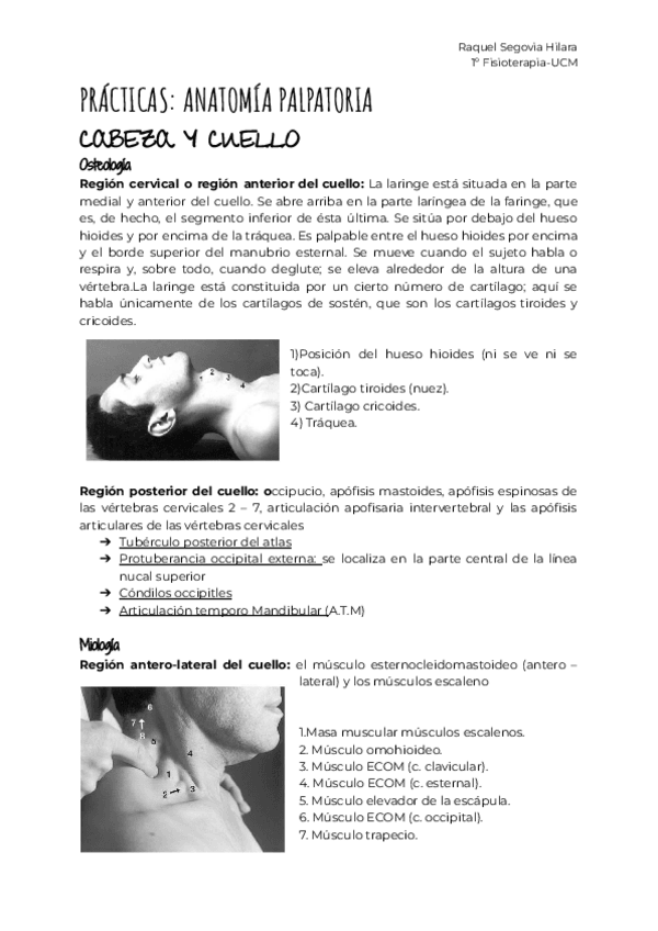 Miniatura del documento PRACTICAS-ANATOMIA-PALPATORIA.pdf