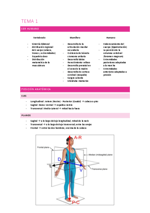 Miniatura del documento Anatomia-1.pdf