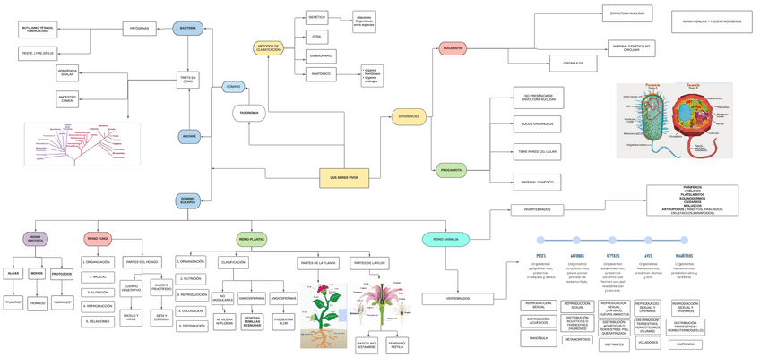 Miniatura del documento Mapa-conceptual-Clasificacion-de-los-seres-vivos-3-2.pdf
