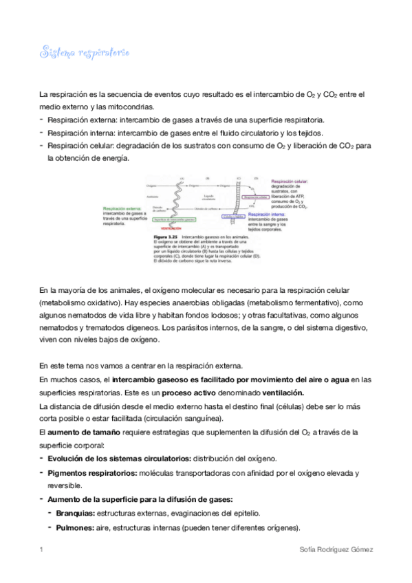 Miniatura del documento 11-Respiratorio.pdf