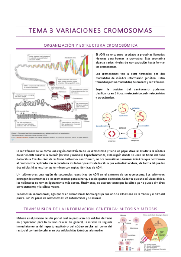 Miniatura del documento Tema-3-genetica.pdf