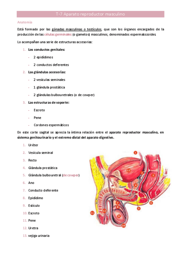 Miniatura del documento T7-aparato-reproductor-masculino.pdf