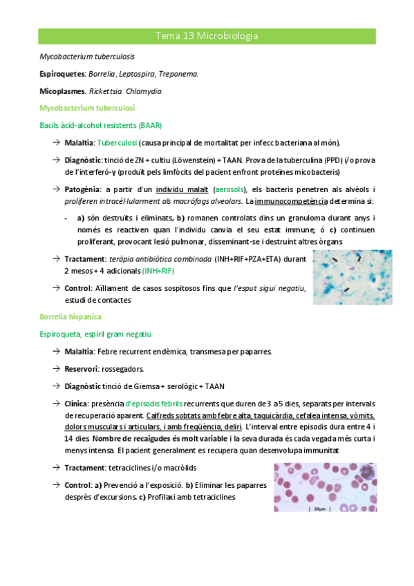 Miniatura del documento 2n-parcial-microbiologia.pdf